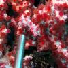 Wakatobi 8 Pregnant Pigmy Seahorse w pointer